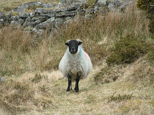 Dartmoor - Schaf