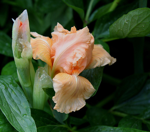 Iris nain abricot