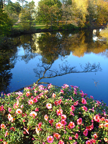 Reflet de rivière et fleurs de rive / River reflection and bank flowers - Ängelholm / Suède / Sweden.  23 octobre 2008