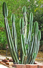 Cereus Cactus (0007)