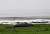 CA-1 Piedras Blancas Elephant Seals 3667a