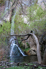 Darwin Falls (5108)