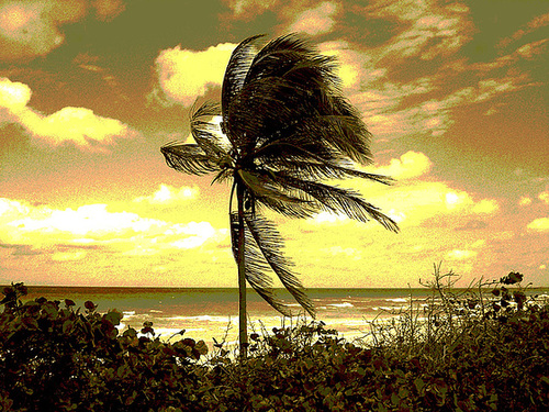 Vent et palmier / Wind and palm tree - Varadero, CUBA. 6 février 2010 - Sepia postérisé