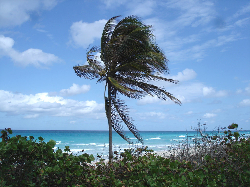 Vent et palmier / Wind and palm tree - Varadero, CUBA. 6 février 2010.