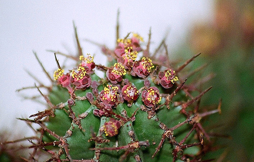 Euphorbia horrida fleurs