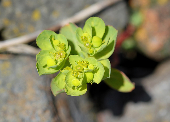 Euphorbia helioscopa