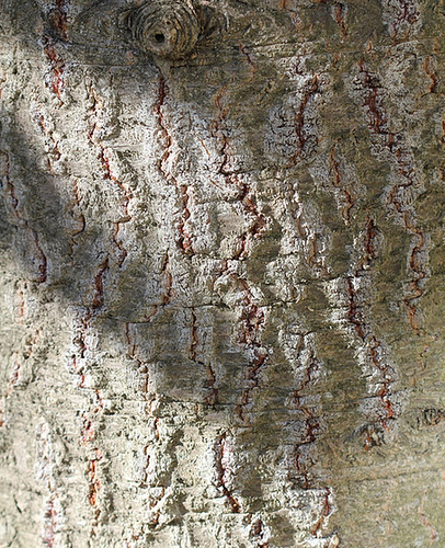 Ecorce D- Araucaria araucana