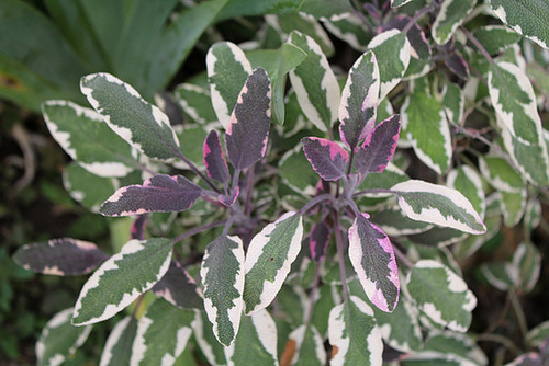 Salvia officinalis-Sauge officinale tricolore