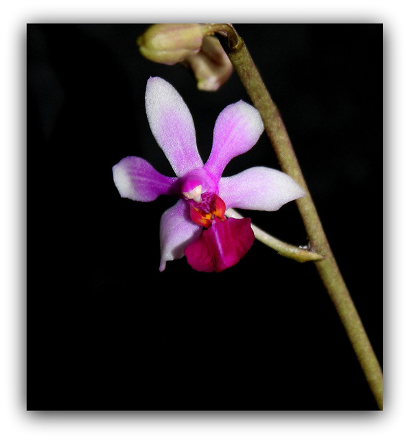 Phalaenopsis (Dtps) Anna-Larati Soekardi (pulcherrima x parishii) 14598553.09d92026.640