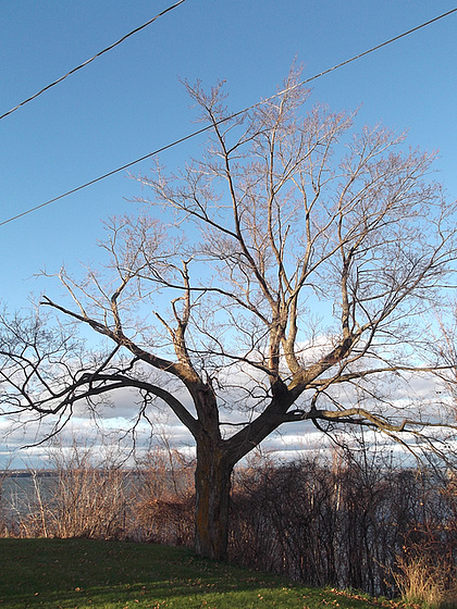 Arbre électrique et béni  / Electric and blessed tree - 20 novembre 2011 /  Photo originale