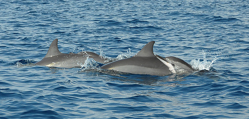 Schwimmen mit den Delfinen