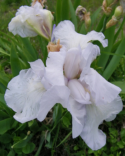 Iris Blanc