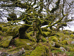 Wistmans Wood - Dartmoor - 120331