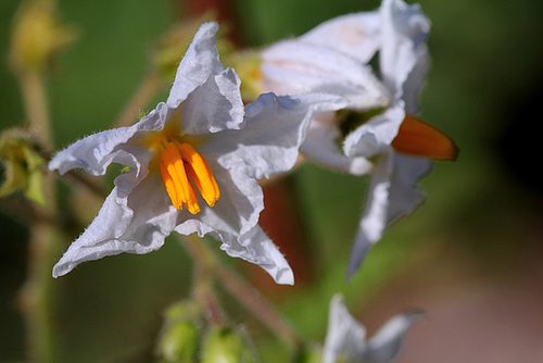 Morelle de Balbis - Solanum sisymbrifolium