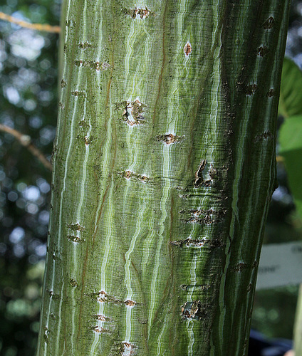 Acer davidii serpentine (5)