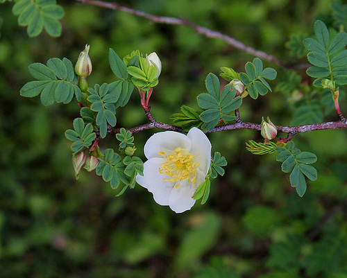Rosa sericea ssp omeiensis Pteracantha  (2)