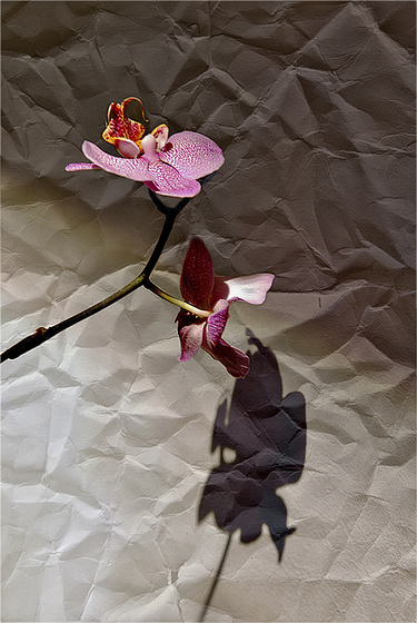 Orquídea sobre fondo de papel arrugado