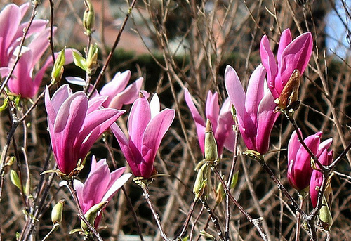Magnolia a - floraison