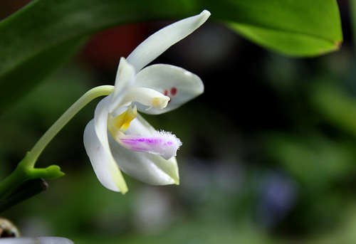Phalaenopsis micholitzii x tetraspis (5)