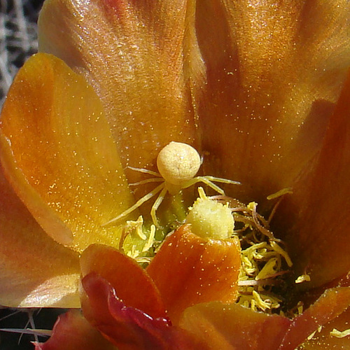 Yellow spider on cholla flower #1