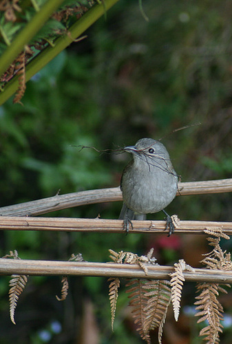 Grey Shrike-thrush (cropped)