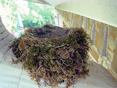 Eastern Phoebe Babies in Nest