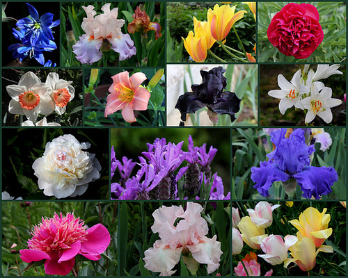 A- Montage fleurs- Jardin 2013