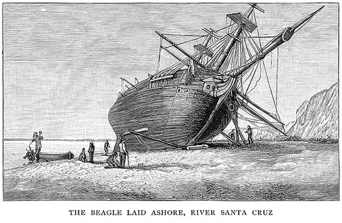 Beagle Laid Ashore (2)
