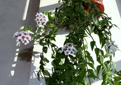 Hoya lanceolata - bella (3)