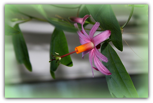 Passiflora tulae (3)