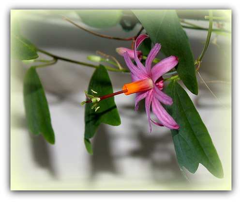 Passiflora tulae (4)