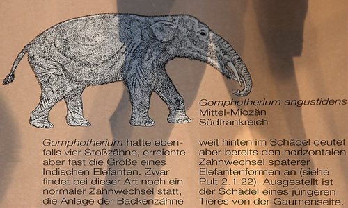 Gomphotherium - Unterkiefer (Naturkundemuseum Schloß Rosenstein)