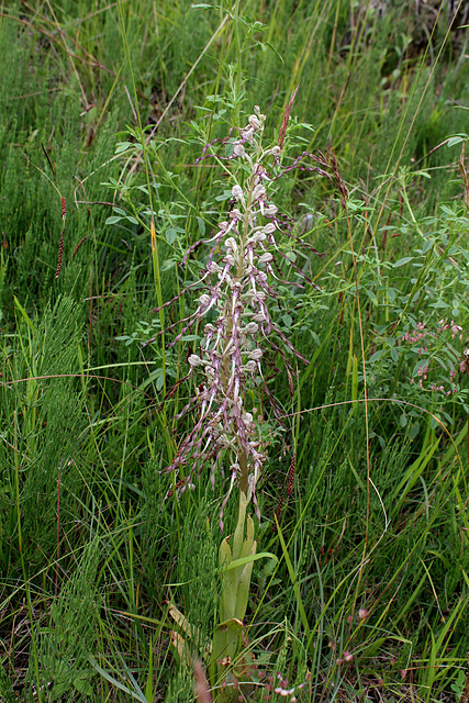 Himantoglossum hircinum (2)