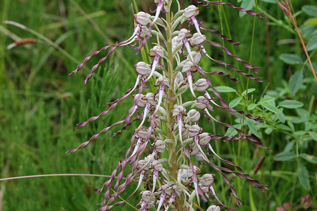 Himantoglossum hircinum (3)