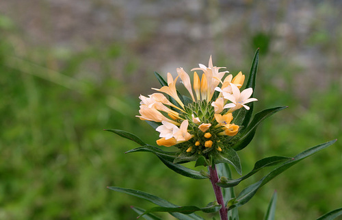 Collomia grandiflora (4)