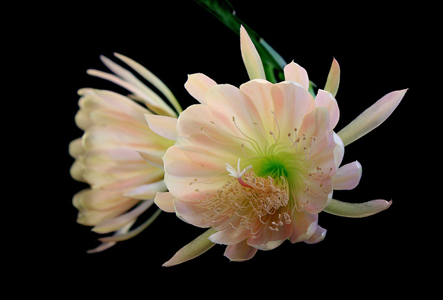 Epiphyllum hybride - 1ere floraison 24530841.3959ee87.640