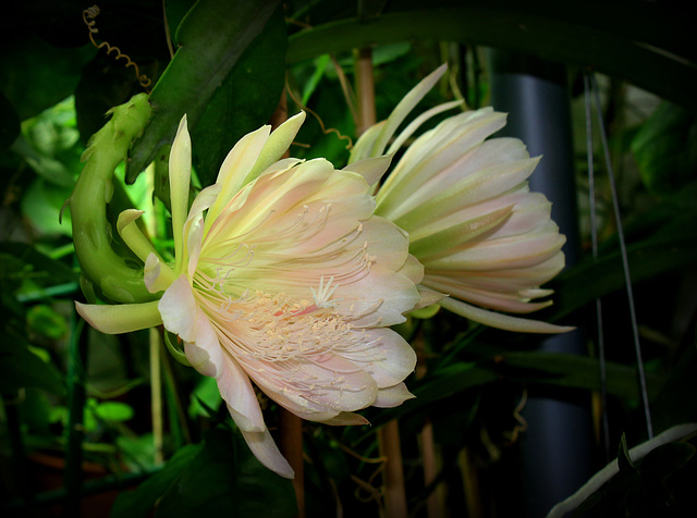 Epiphyllum hybride - 1ere floraison 24530891.d4f0b85a.640