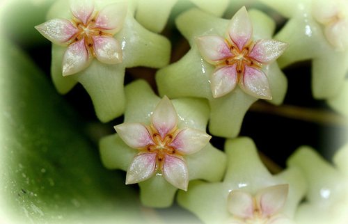 Petite refloraison sur Hoya sp. affin parasitica 24425501.b3e5c2df.500