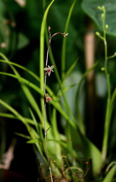 L'Orchidée invisible  : Platystele misera 24547837.4d72c38d.640