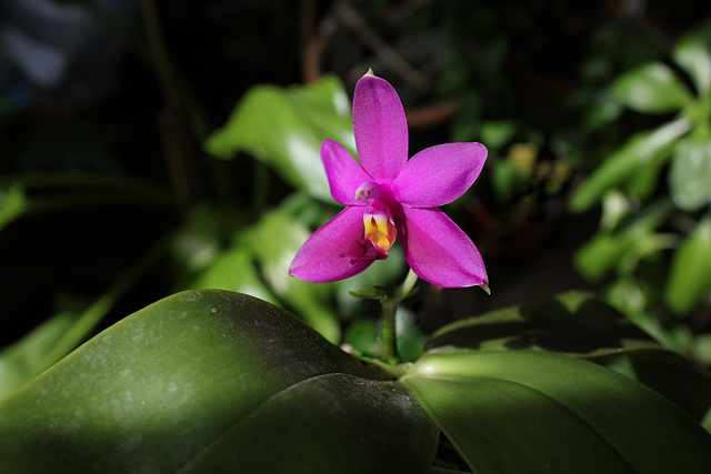Phalaenopsis violacea  25041377.0a4878a6.640