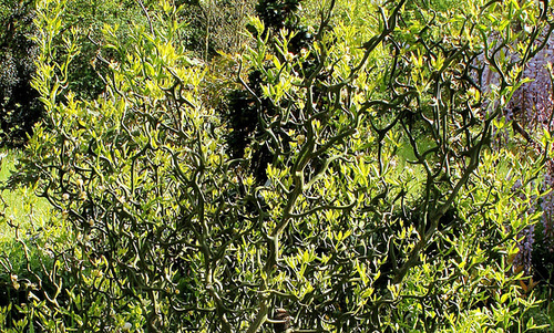 Poncirus trifoliata contorta