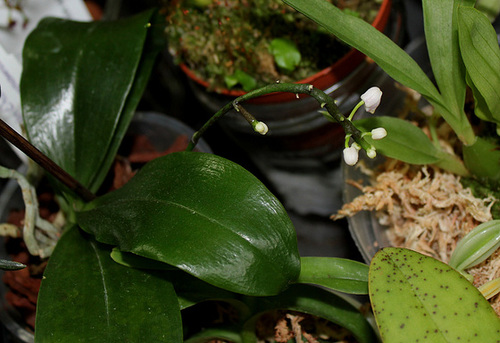 Phalaenopsis deliciosa subsp. deliciosa 25910233.88ea63d7.500