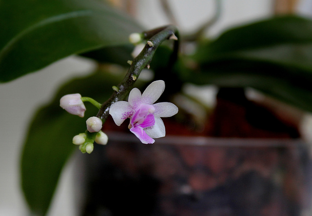 Phalaenopsis deliciosa subsp. deliciosa 25963625.9cec0792.640