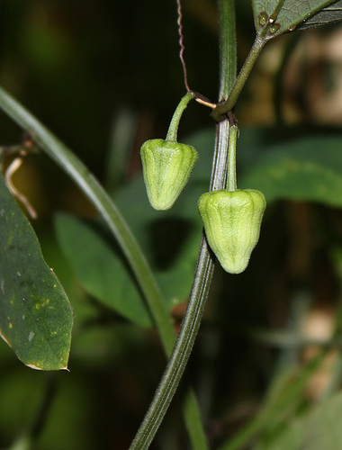 Passiflora biflora (4)