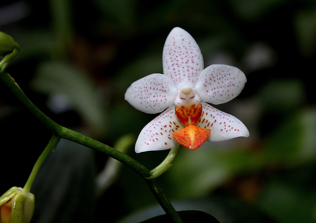 Phalaenopsis Mini Mark 26604811.bf251ad6.640