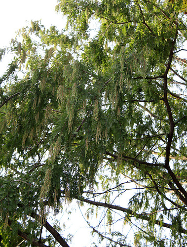 Metasequoia glyptostroboïdes - Metasequoia du Sichuan-001