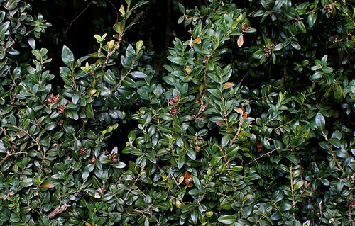 Buxus sempervirens-Détail feuillage et fruits