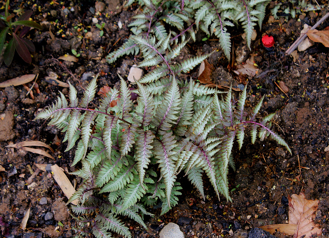 Athyrium niponicum var. pictum