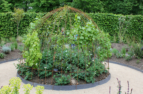 Terre à sons - Jardin 23 - Vignes et Geranium phaeum