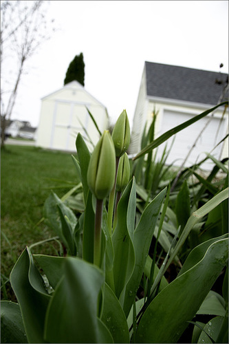 Tulips, impending